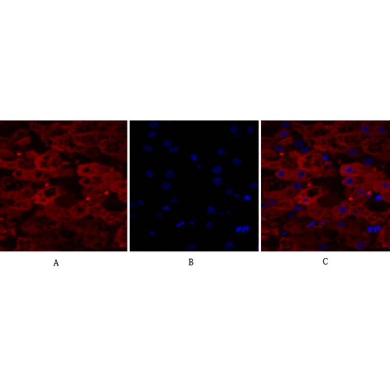 Immunofluorescence - Anti-Lamin A + C Antibody (B0503) - Antibodies.com