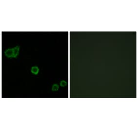 Immunofluorescence - Anti-CPI17 alpha Antibody (B7051) - Antibodies.com