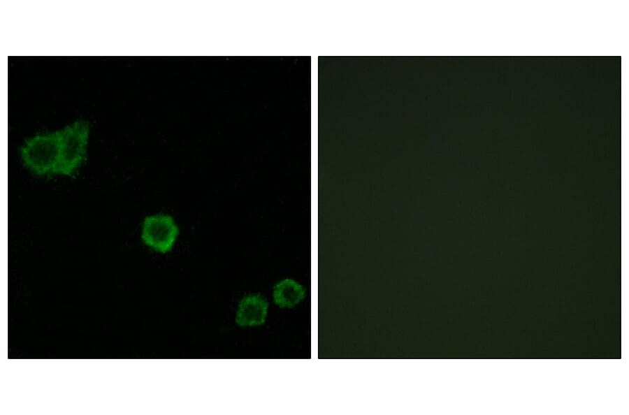 Immunofluorescence - Anti-CPI17 alpha Antibody (B7051) - Antibodies.com