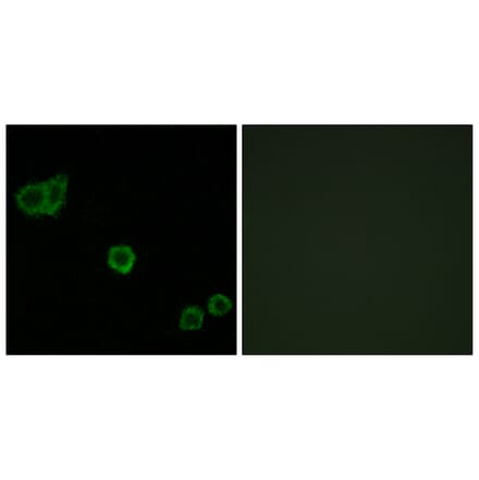Immunofluorescence - Anti-CPI17 alpha Antibody (B7051) - Antibodies.com