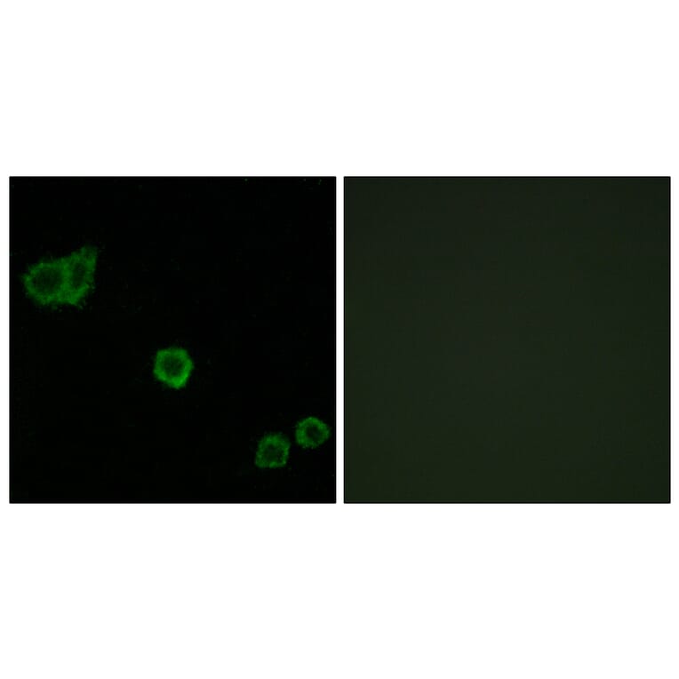 Immunofluorescence - Anti-CPI17 alpha Antibody (B7051) - Antibodies.com