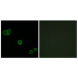 Immunofluorescence - Anti-CPI17 alpha Antibody (B7051) - Antibodies.com