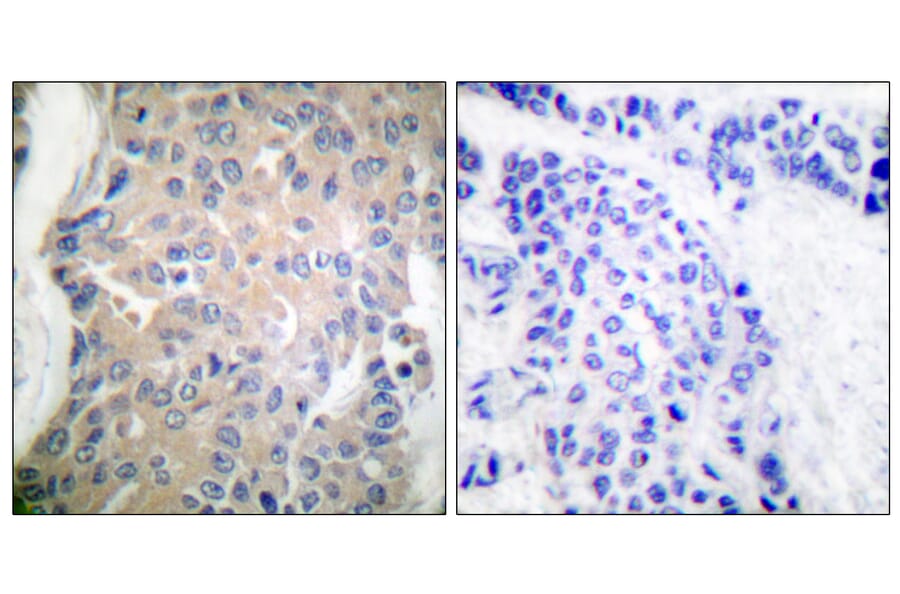 Immunohistochemistry - Anti-CPI17 alpha Antibody (B7051) - Antibodies.com