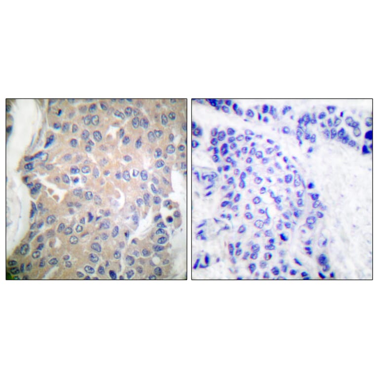 Immunohistochemistry - Anti-CPI17 alpha Antibody (B7051) - Antibodies.com