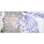 Immunohistochemistry - Anti-CPI17 alpha Antibody (B7051) - Antibodies.com