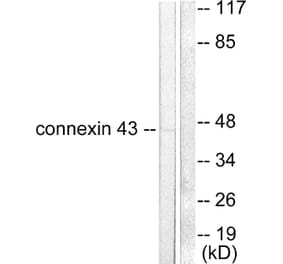 Western Blot - Anti-Connexin 43 Antibody (C0158) - Antibodies.com