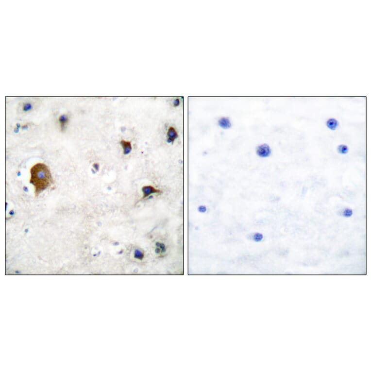 Immunohistochemistry - Anti-Connexin 43 Antibody (C0158) - Antibodies.com