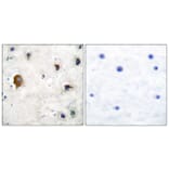 Immunohistochemistry - Anti-Connexin 43 Antibody (C0158) - Antibodies.com