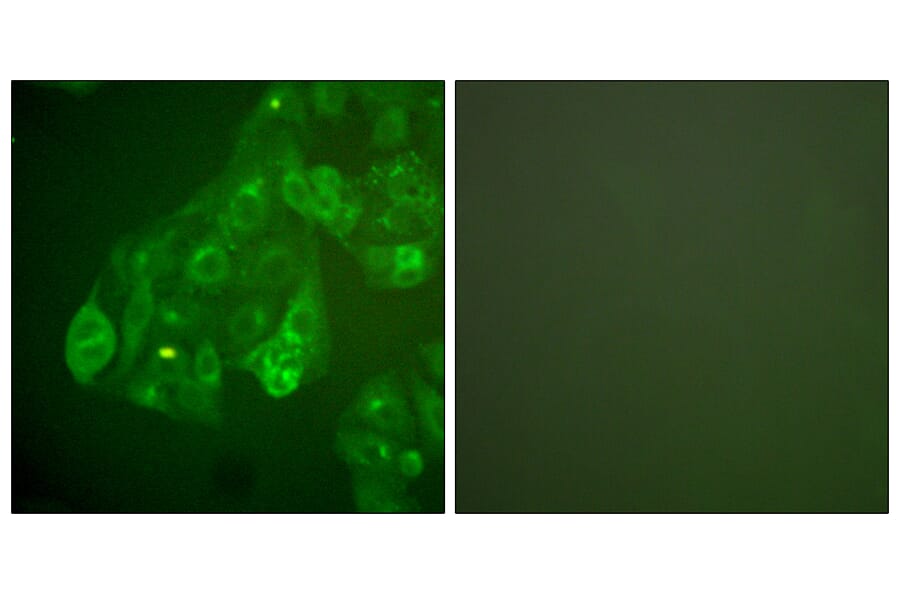 Immunofluorescence - Anti-Connexin 43 Antibody (C0158) - Antibodies.com