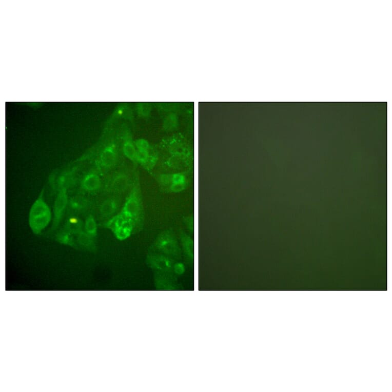 Immunofluorescence - Anti-Connexin 43 Antibody (C0158) - Antibodies.com