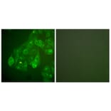 Immunofluorescence - Anti-Connexin 43 Antibody (C0158) - Antibodies.com