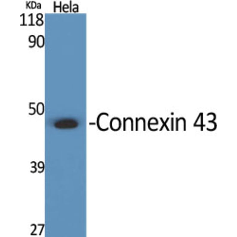 Western Blot - Anti-Connexin 43 Antibody (C0158) - Antibodies.com