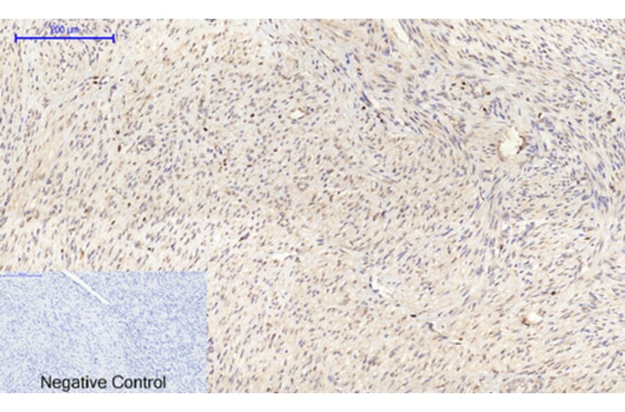 Immunohistochemistry - Anti-Connexin 43 Antibody (C0158) - Antibodies.com