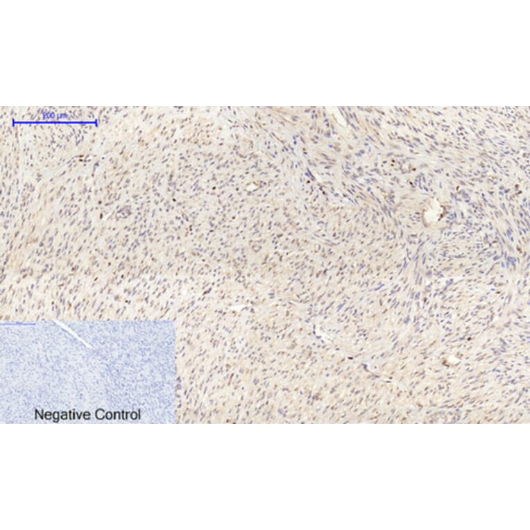 Immunohistochemistry - Anti-Connexin 43 Antibody (C0158) - Antibodies.com
