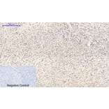 Immunohistochemistry - Anti-Connexin 43 Antibody (C0158) - Antibodies.com
