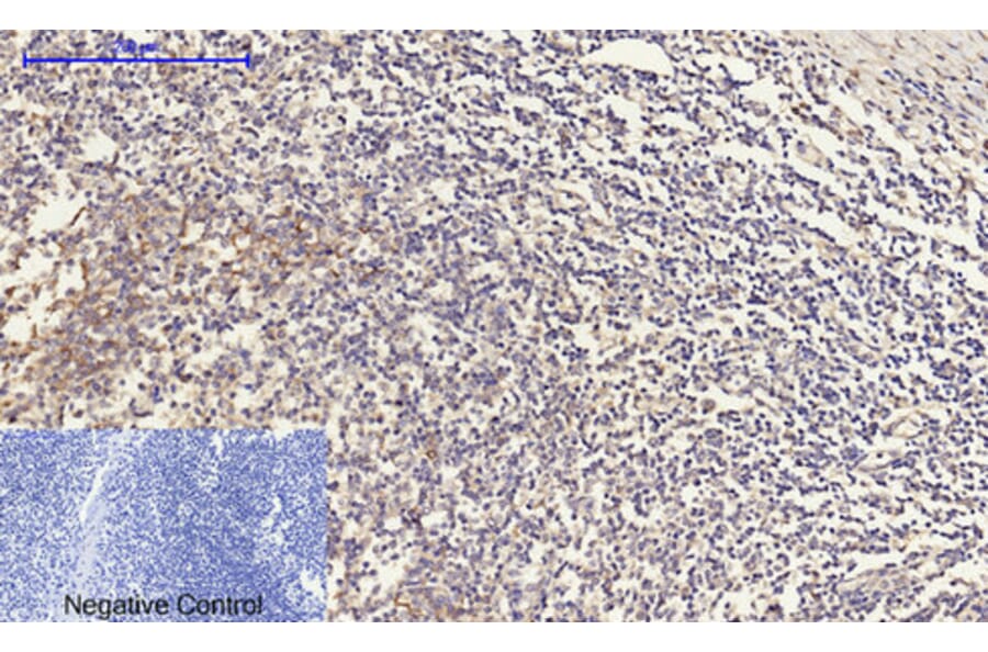 Immunohistochemistry - Anti-Connexin 43 Antibody (C0158) - Antibodies.com