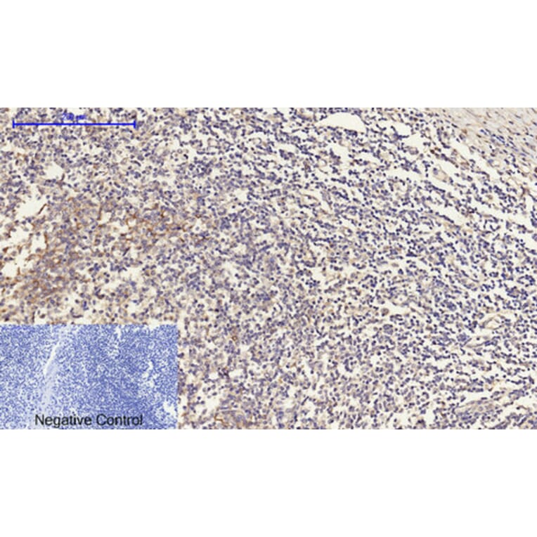 Immunohistochemistry - Anti-Connexin 43 Antibody (C0158) - Antibodies.com