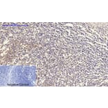 Immunohistochemistry - Anti-Connexin 43 Antibody (C0158) - Antibodies.com