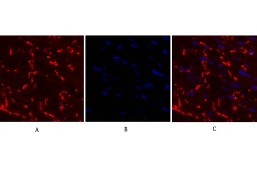 Immunofluorescence - Anti-Connexin 43 Antibody (C0158) - Antibodies.com