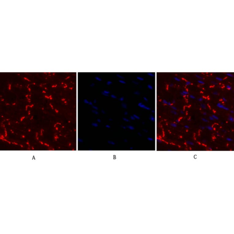 Immunofluorescence - Anti-Connexin 43 Antibody (C0158) - Antibodies.com