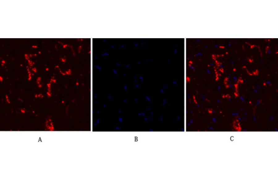 Immunofluorescence - Anti-Connexin 43 Antibody (C0158) - Antibodies.com