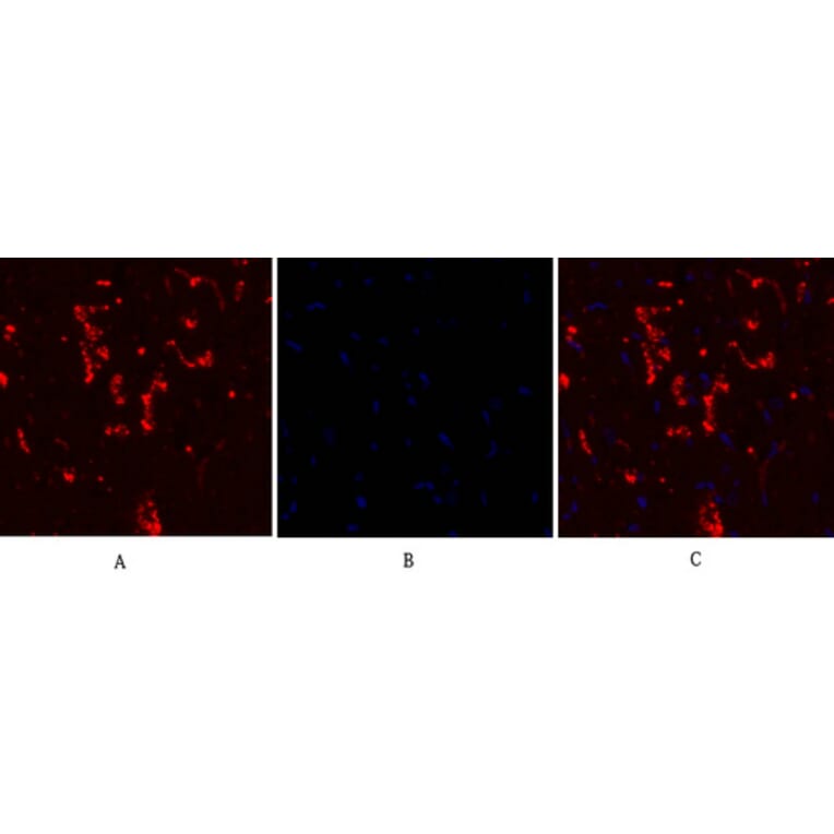 Immunofluorescence - Anti-Connexin 43 Antibody (C0158) - Antibodies.com