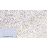 Immunohistochemistry - Anti-Collagen II Antibody (C0155) - Antibodies.com