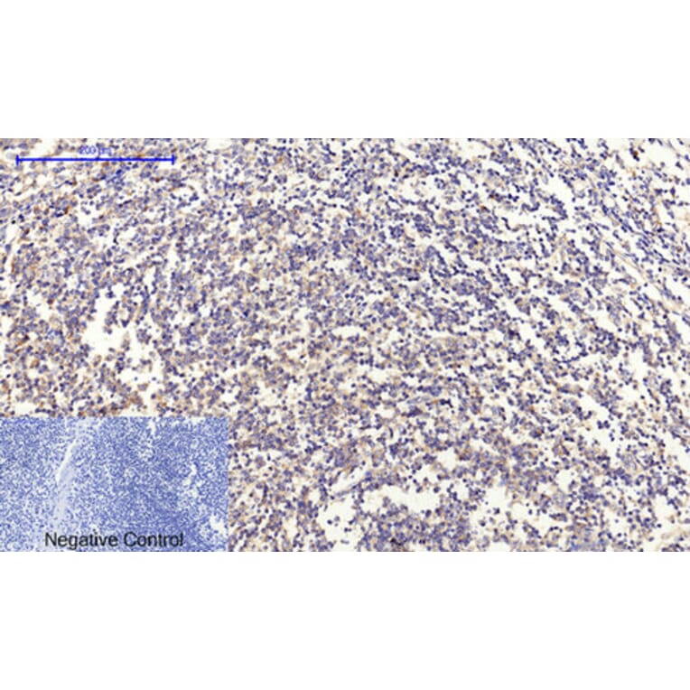 Immunohistochemistry - Anti-Collagen II Antibody (C0155) - Antibodies.com