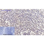 Immunohistochemistry - Anti-Collagen II Antibody (C0155) - Antibodies.com