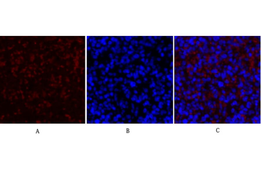 Immunofluorescence - Anti-Collagen II Antibody (C0155) - Antibodies.com