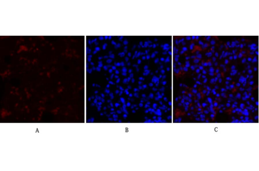 Immunofluorescence - Anti-Collagen II Antibody (C0155) - Antibodies.com