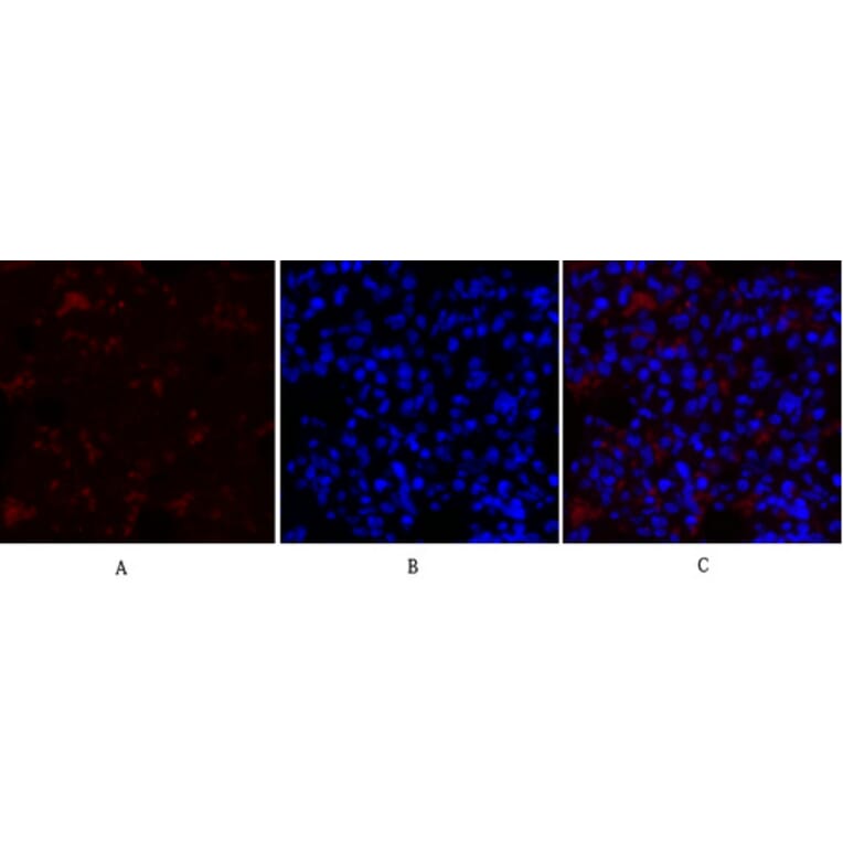 Immunofluorescence - Anti-Collagen II Antibody (C0155) - Antibodies.com