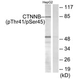 Western Blot - Anti-beta Catenin (phospho Thr41 + Ser45) Antibody (A7024) - Antibodies.com