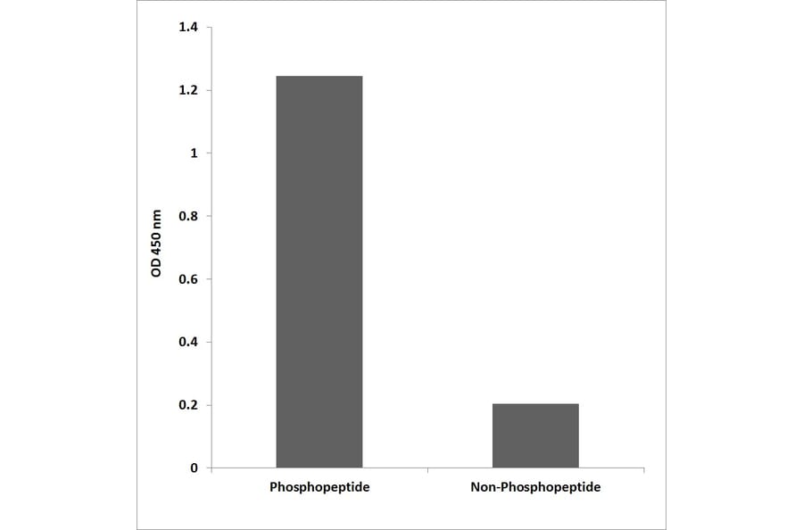 ELISA - Anti-PI 3-kinase p85beta (phospho Tyr464) Antibody (P12-1043) - Antibodies.com