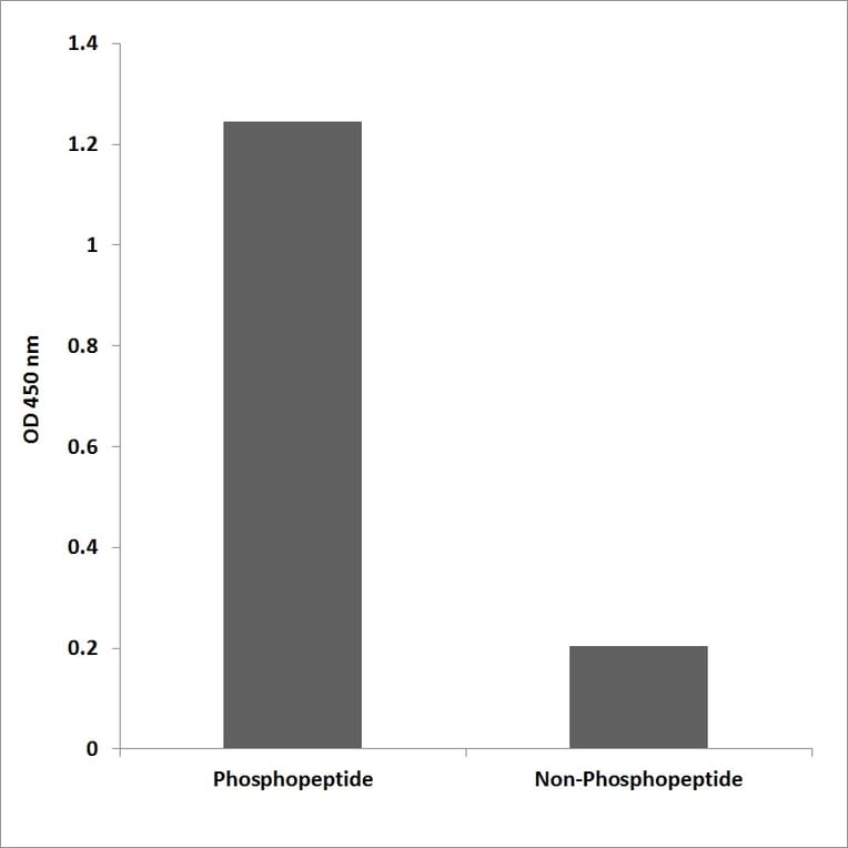 ELISA - Anti-PI 3-kinase p85beta (phospho Tyr464) Antibody (P12-1043) - Antibodies.com