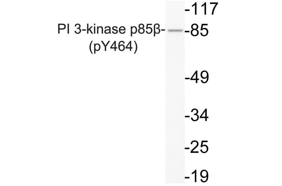 Western Blot - Anti-PI 3-kinase p85beta (phospho Tyr464) Antibody (P12-1043) - Antibodies.com