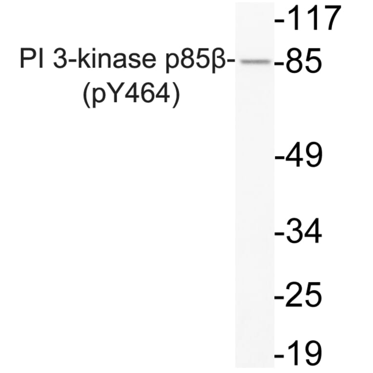 Western Blot - Anti-PI 3-kinase p85beta (phospho Tyr464) Antibody (P12-1043) - Antibodies.com