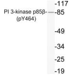 Western Blot - Anti-PI 3-kinase p85beta (phospho Tyr464) Antibody (P12-1043) - Antibodies.com