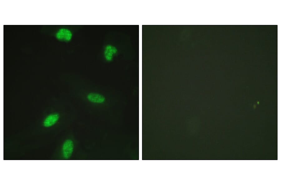 Immunofluorescence - Anti-Retinoblastoma (phospho Thr821) Antibody (A0811) - Antibodies.com