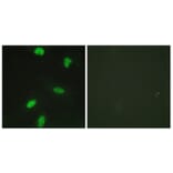 Immunofluorescence - Anti-Retinoblastoma (phospho Thr821) Antibody (A0811) - Antibodies.com