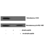 Western Blot - Anti-Retinoblastoma (phospho Ser780) Antibody (A7208) - Antibodies.com