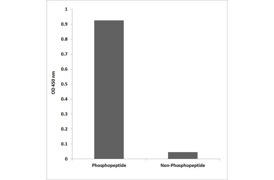 ELISA - Anti-Retinoblastoma (phospho Ser608) Antibody (P12-1169) - Antibodies.com