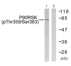 Western Blot - Anti-p90 RSK (phospho Thr359+Ser363) Antibody (A0535) - Antibodies.com