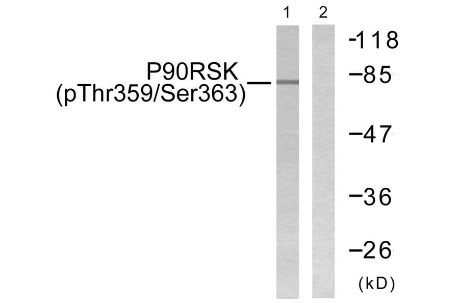 Western Blot - Anti-p90 RSK (phospho Thr359+Ser363) Antibody (A0535) - Antibodies.com