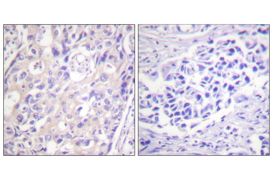 Immunohistochemistry - Anti-p90 RSK (phospho Thr359+Ser363) Antibody (A0535) - Antibodies.com