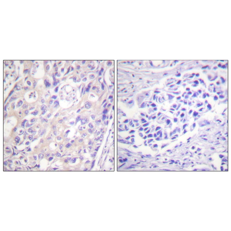 Immunohistochemistry - Anti-p90 RSK (phospho Thr359+Ser363) Antibody (A0535) - Antibodies.com