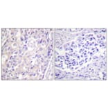 Immunohistochemistry - Anti-p90 RSK (phospho Thr359+Ser363) Antibody (A0535) - Antibodies.com