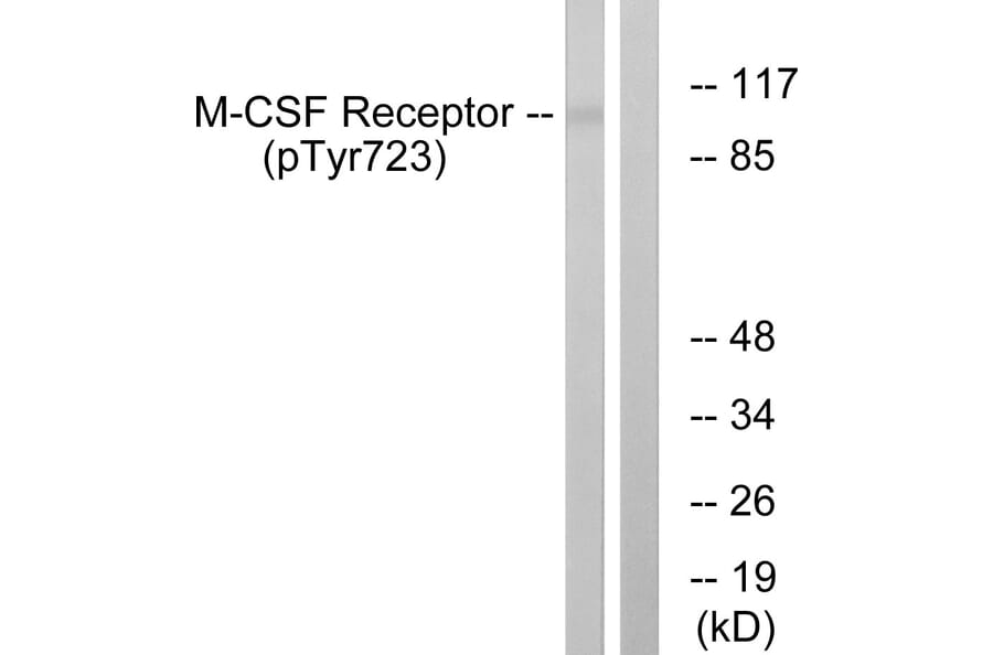Western Blot - Anti-M-CSF Receptor (phospho Tyr723) Antibody (A0679) - Antibodies.com