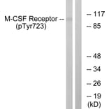 Western Blot - Anti-M-CSF Receptor (phospho Tyr723) Antibody (A0679) - Antibodies.com