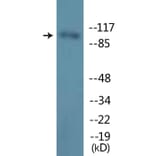 Western Blot - Anti-M-CSF Receptor (phospho Tyr723) Antibody (P12-1146) - Antibodies.com